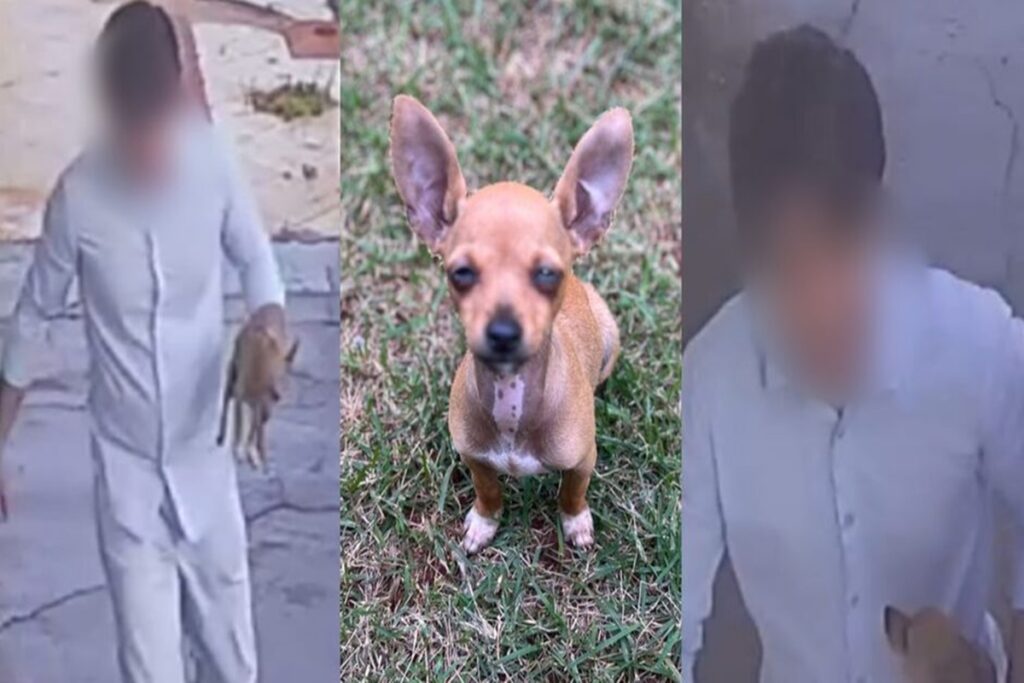 ms:-caozinho-e-levado-por-desconhecido-e-tutora-faz-apelo-a-populacao