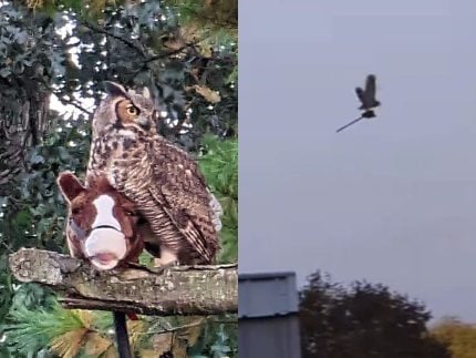 elphaba,-e-voce?-coruja-voa-agarrada-a-cavalo-de-madeira-e-e-confundida-com-bruxa