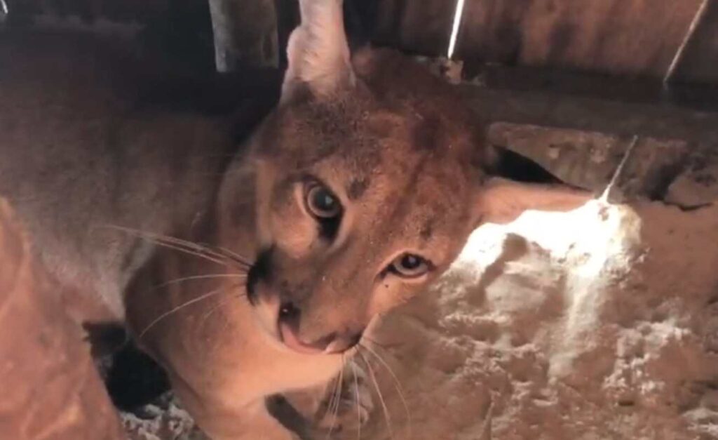 trabalhador-encontra-onca-dentro-de-barraca-de-praia-no-ceara.-video