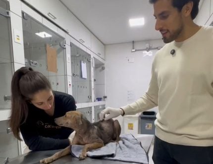 julinho-casares-atualiza-caso-de-cao-resgatado-em-situacao-extrema-na-zona-leste-de-sp