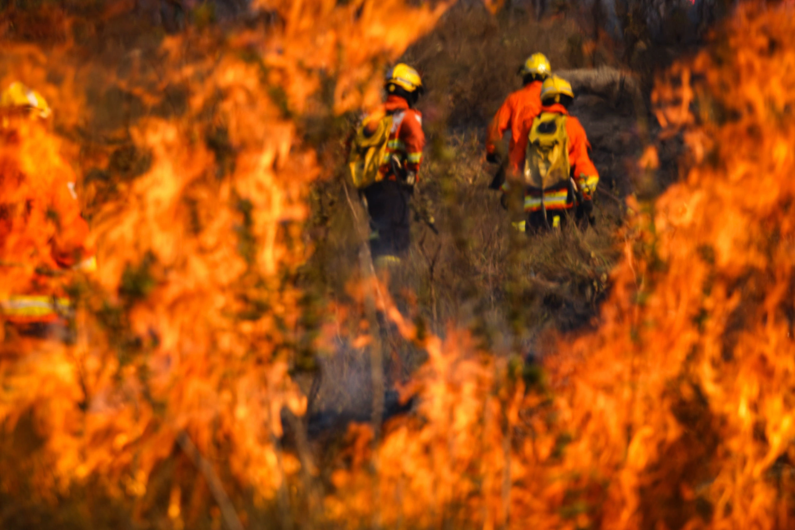 Homens que incendiaram Floresta Nacional de propósito viram réus