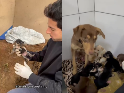 julinho-casares-atualiza-sobre-resgate-emocionante-de-cadela-com-filhotes-em-sp