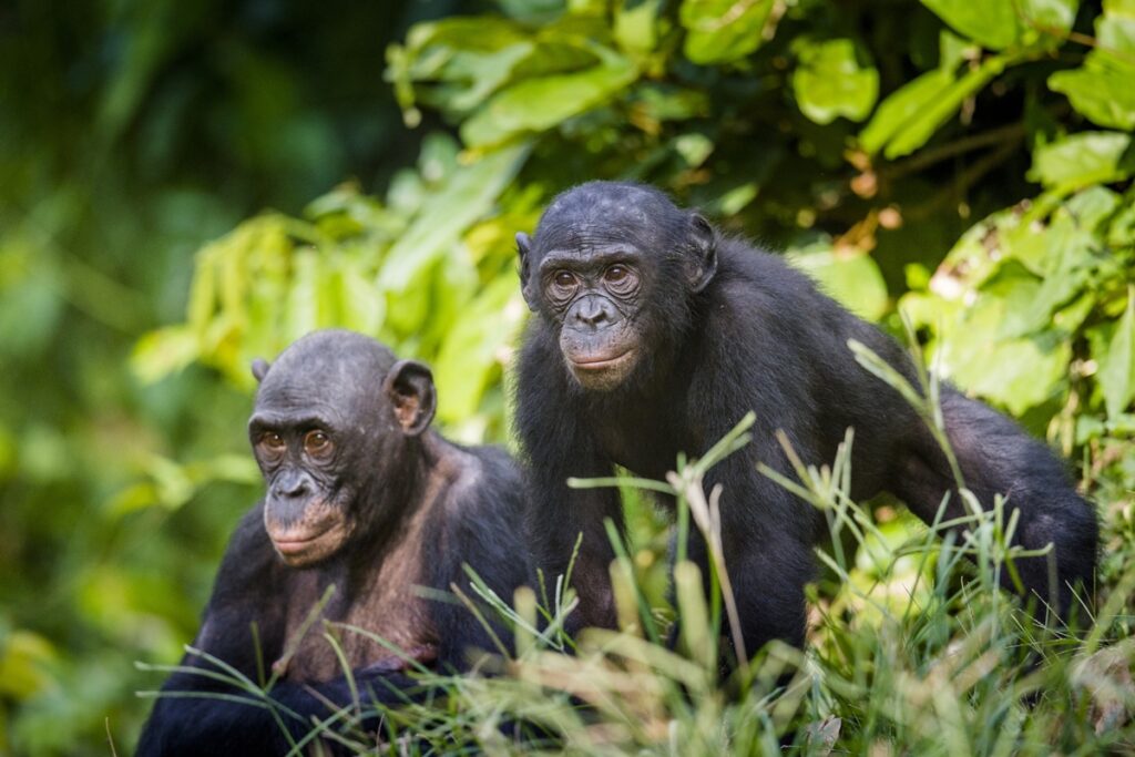 rir-para-ser-feliz:-macacos-ficam-mais-otimistas-quando-escutam-risos