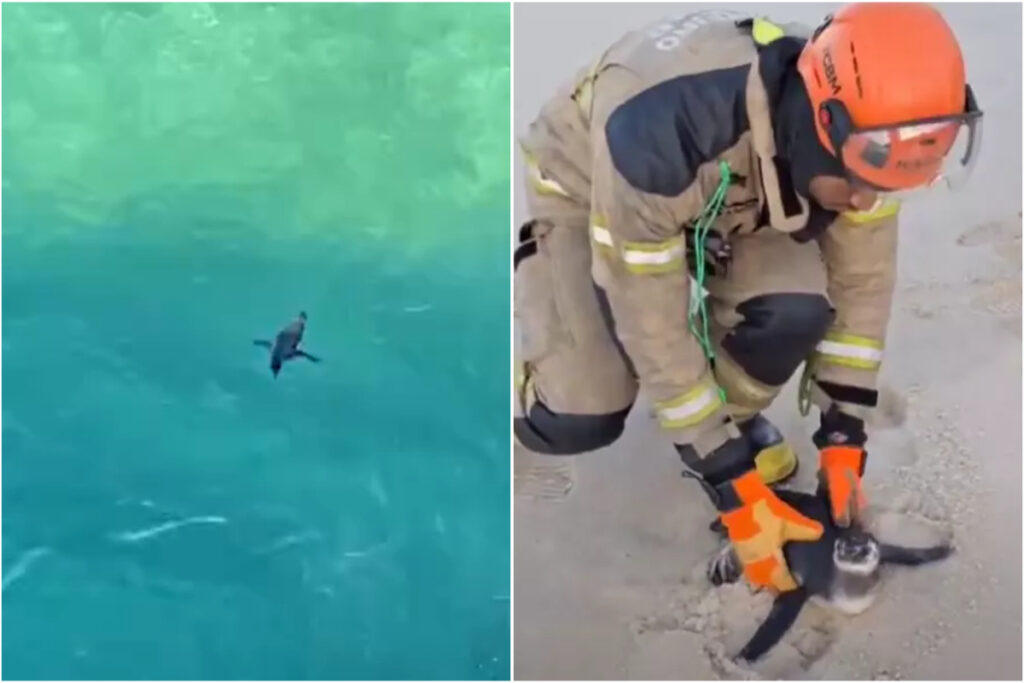 video:-pinguins-sao-flagrados-em-praias-do-rio.-um-deles-e-resgatado
