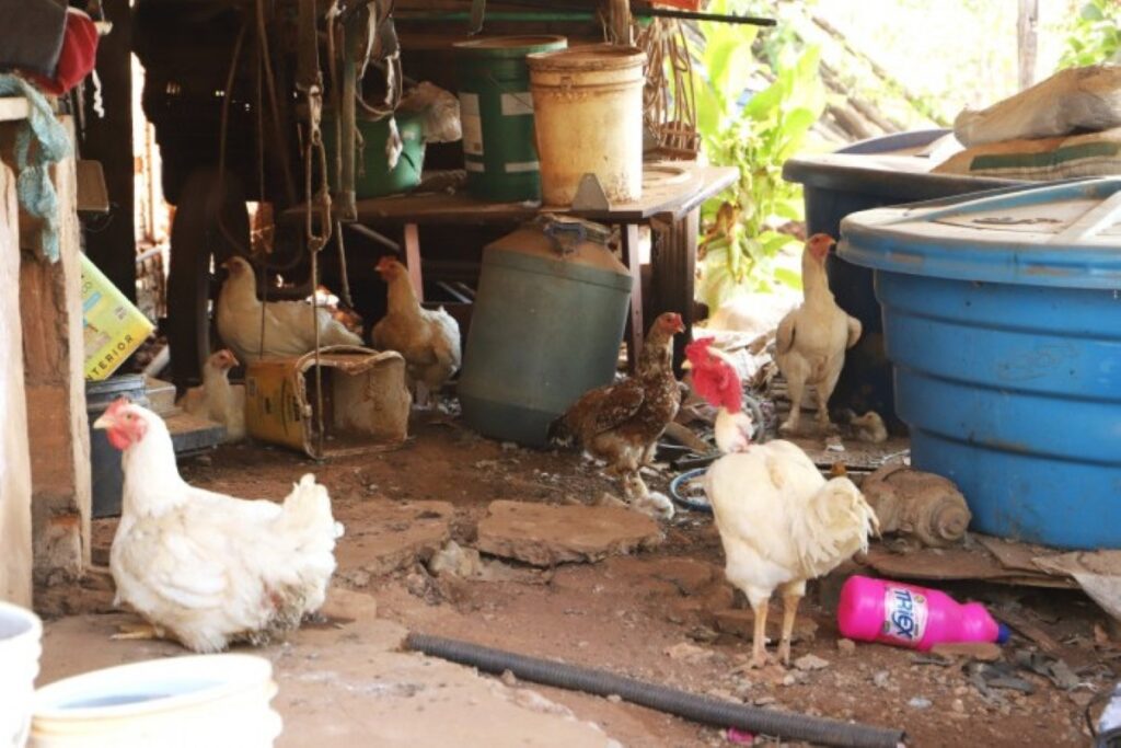 estado-de-sp-confirma-1o-caso-de-gripe-aviaria-em-criacao-particular