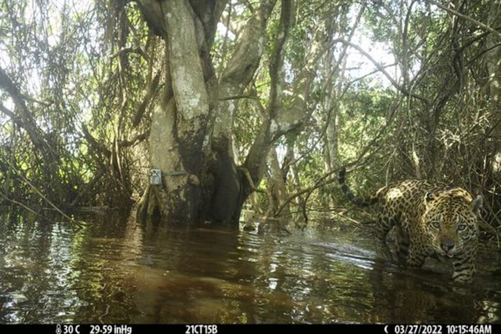 Pantanal: cientistas acham refúgio climático de onças após incêndios