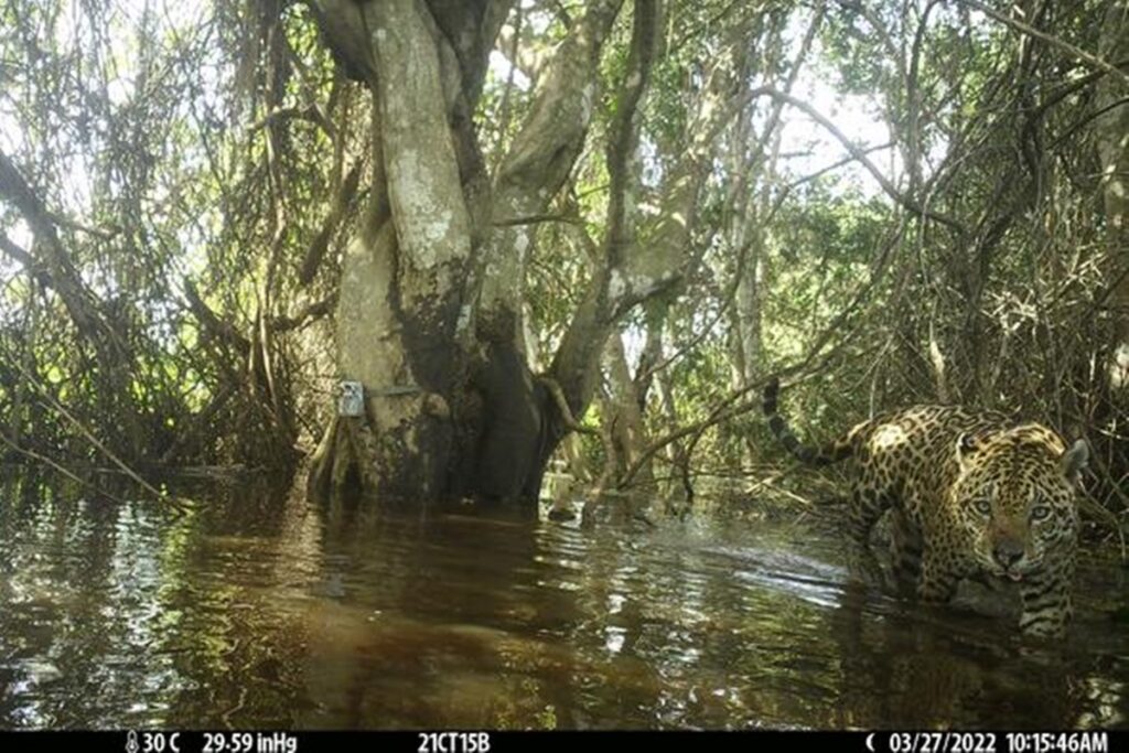 pantanal:-cientistas-acham-refugio-climatico-de-oncas-apos-incendios