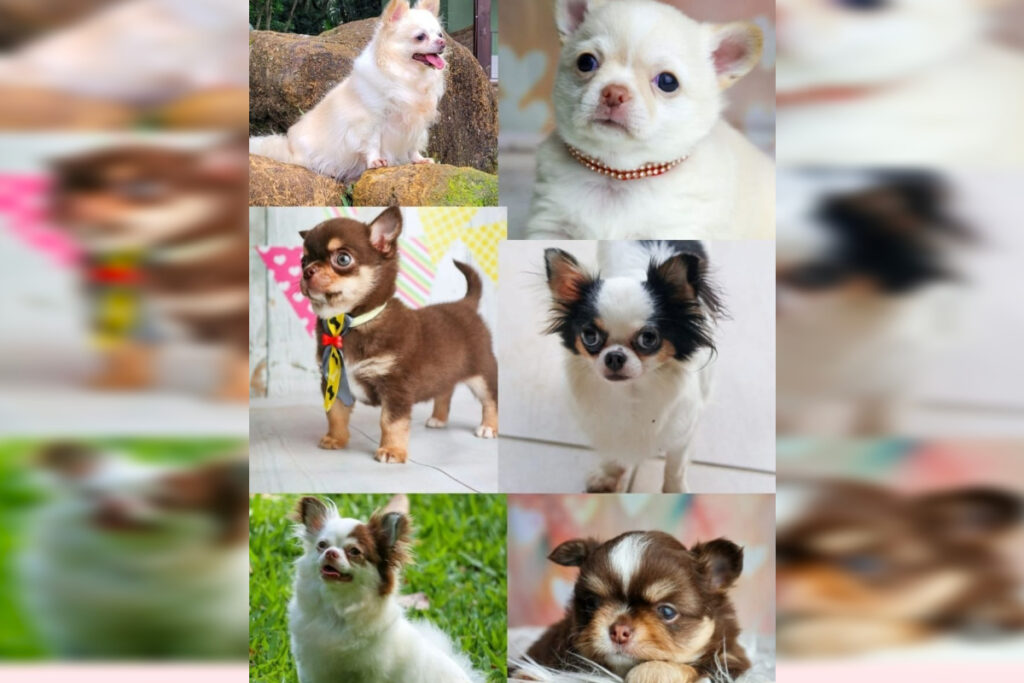 assaltantes-furtam-casa-no-rs-e-levam-6-chihuahuas:-“parte-da-familia”