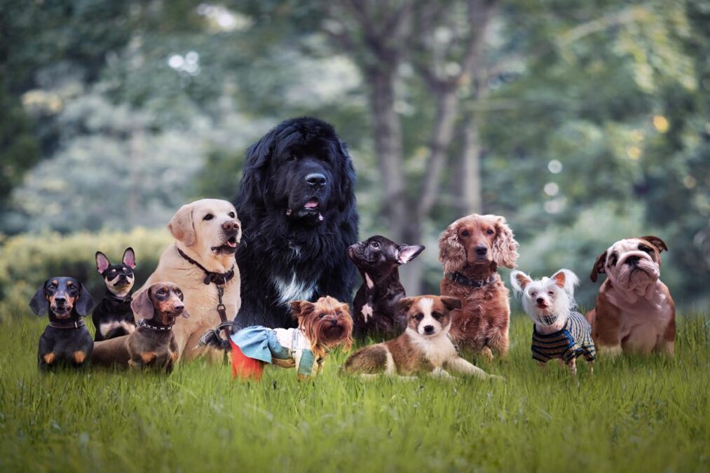 5 raças de cães que mais sofrem com problemas de saúde, segundo expert
