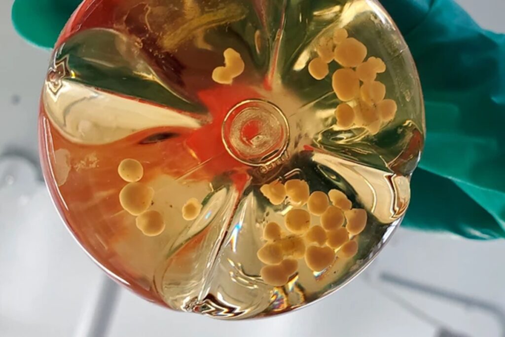 cientistas-criam-miniorgaos-com-vasos-sanguineos-em-laboratorio