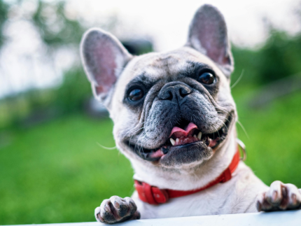 seu-jeito-de-chegar-em-casa-pode-estar-afetando-o-comportamento-do-seu-cao