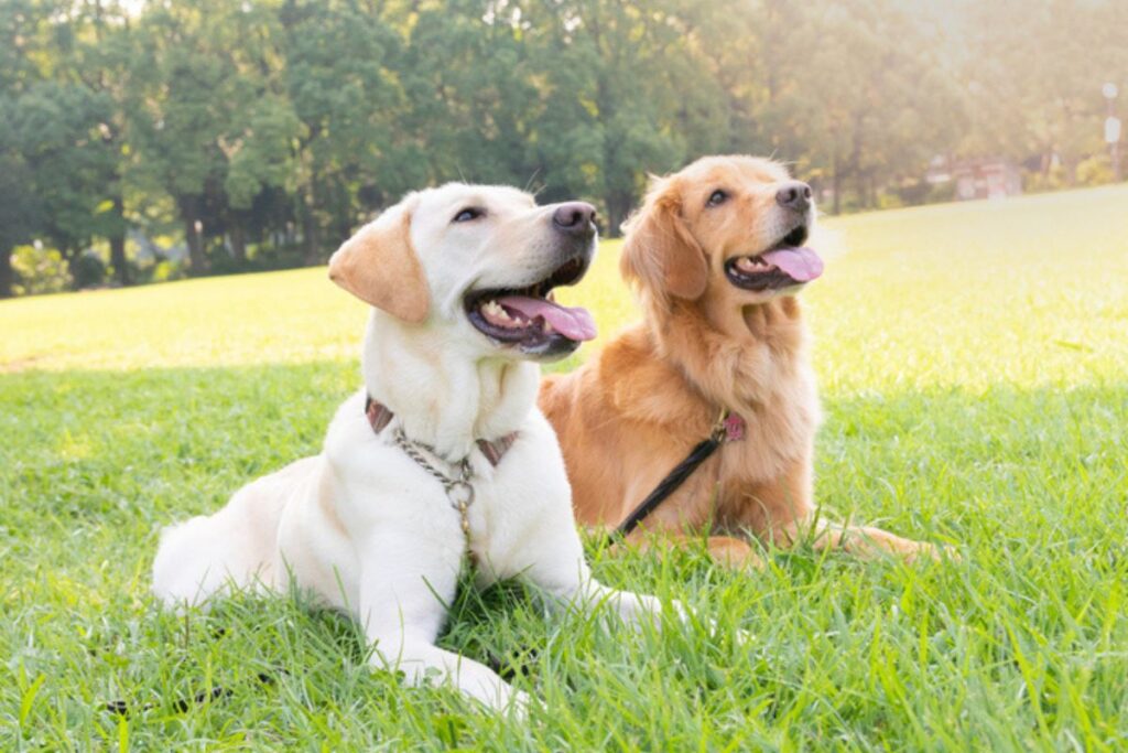 caes-detectam-parkinson-pelo-cheiro-da-pele-anos-antes-dos-sintomas