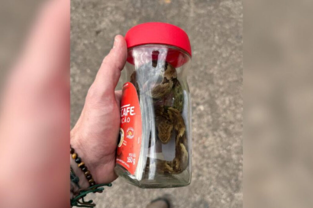 cobra-entre-as-mais-venenosas-do-brasil-e-colocada-em-pote-de-cafe