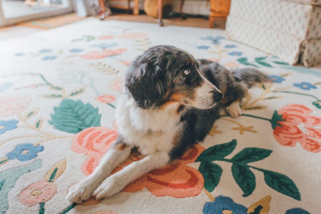 rebelde?-saiba-por-que-seu-cachorro-“finge”-que-nao-te-ouve