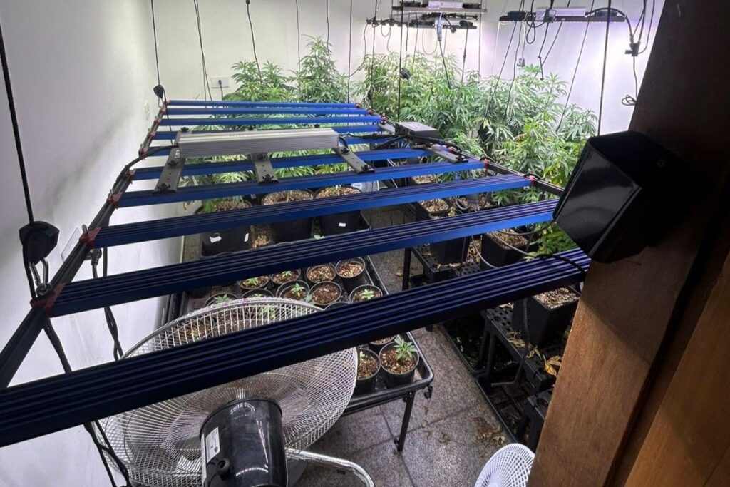 homem-e-preso-por-plantar-maconha-e-diz-que-droga-era-para-avo