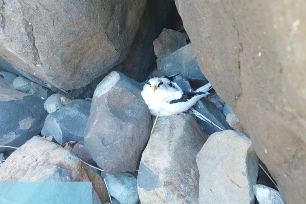 turista-chines-e-multado-em-r$-10-mil-por-capturar-ave-em-noronha