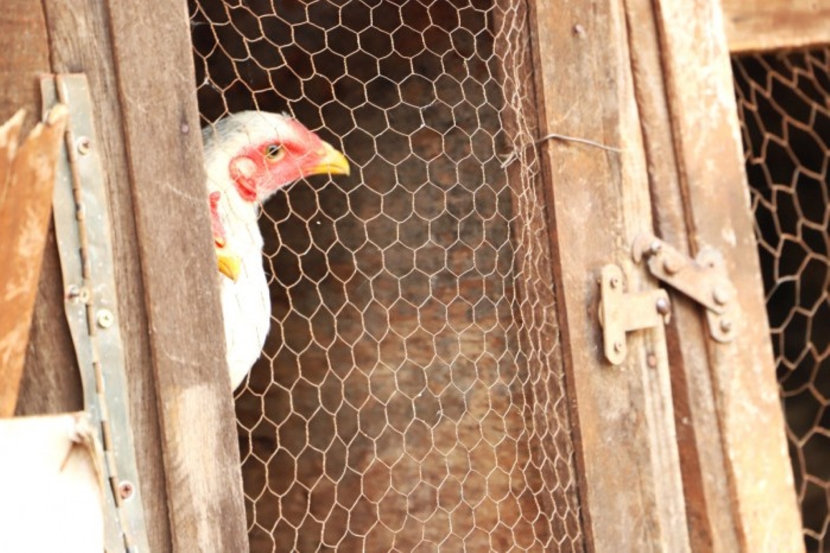 sp:-estado-confirma-mais-um-caso-de-gripe-aviaria,-mas-descarta-risco