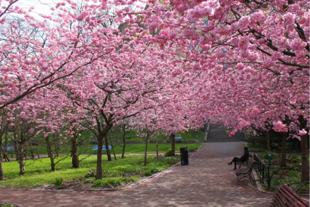 festival-das-cerejeiras:-onibus-vai-levar-visitantes-do-metro-ao-local
