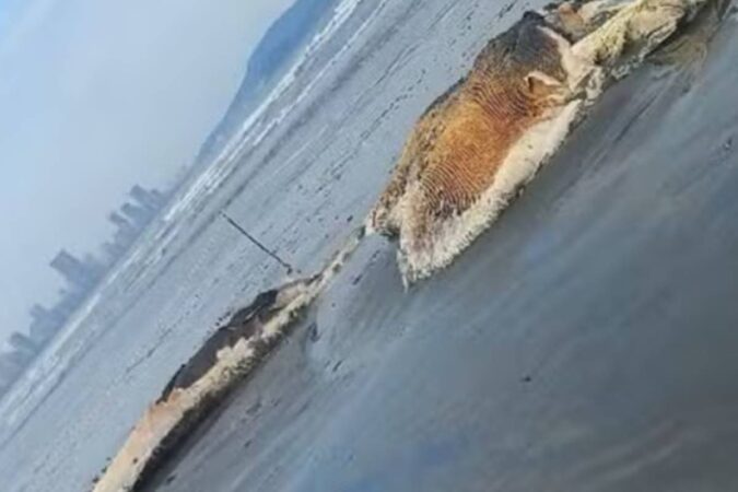 baleia-em-estagio-avancado-de-decomposicao-encalha-em-praia-no-litoral