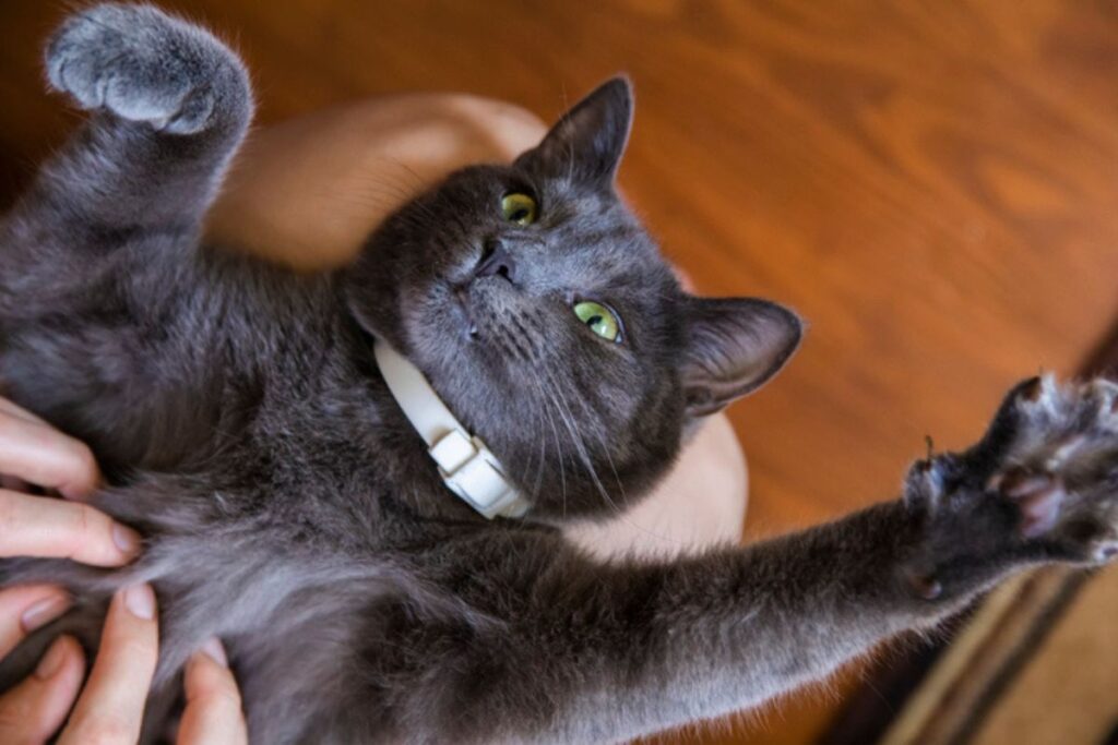 7-truques-para-conquistar-a-atencao-do-seu-gato-e-nao-ser-ignorado