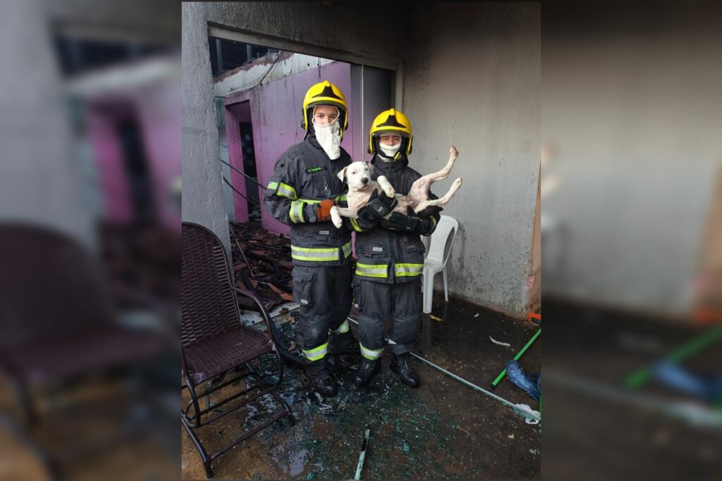 bombeiros-resgatam-cachorros-durante-incendio-em-casa-no-entorno-do-df