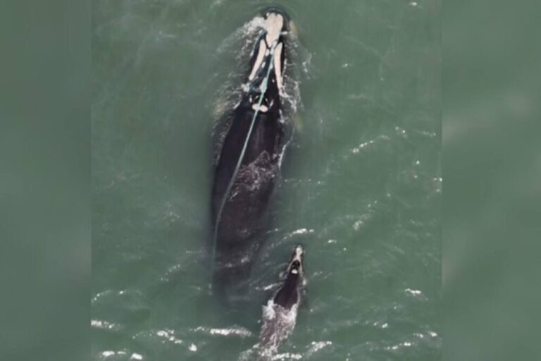 video:-baleia-franca-presa-em-rede-de-pesca-e-flagrada-em-praia-de-sc