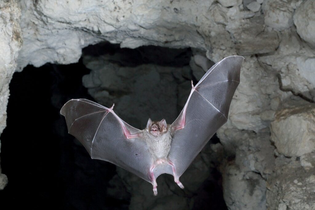 estudo-encontra-virus-“primo”-do-sarampo-em-morcegos-da-america-latina