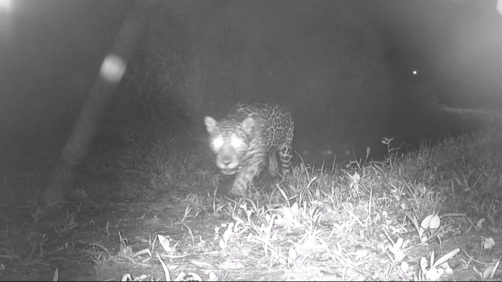 onca-pintada-e-vista-no-rio-de-janeiro-pela-1a-vez-em-50-anos.-video