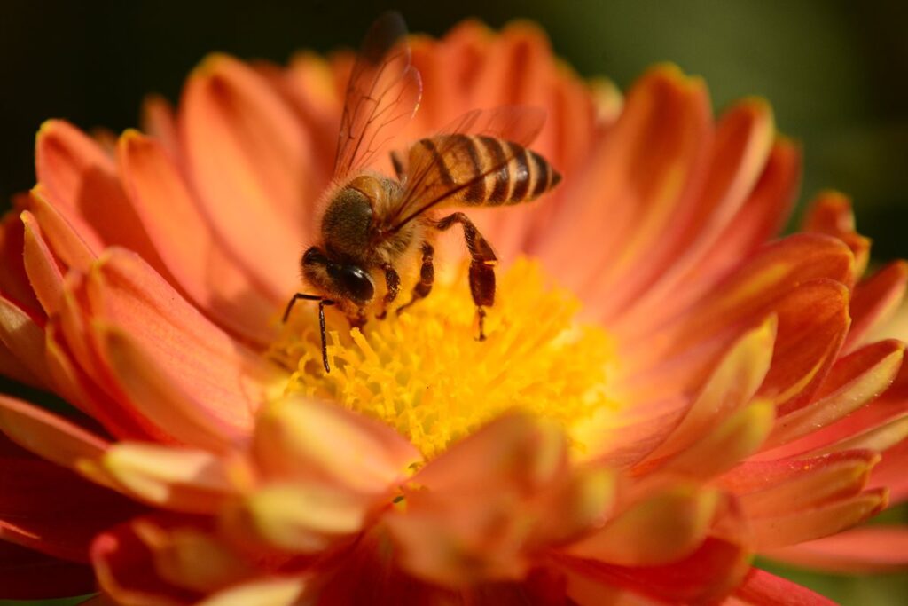 Abelha nativa do Brasil é nova esperança contra dengue, mostra estudo abelha-nativa-do-brasil-e-nova-esperanca-contra-dengue,-mostra-estudo