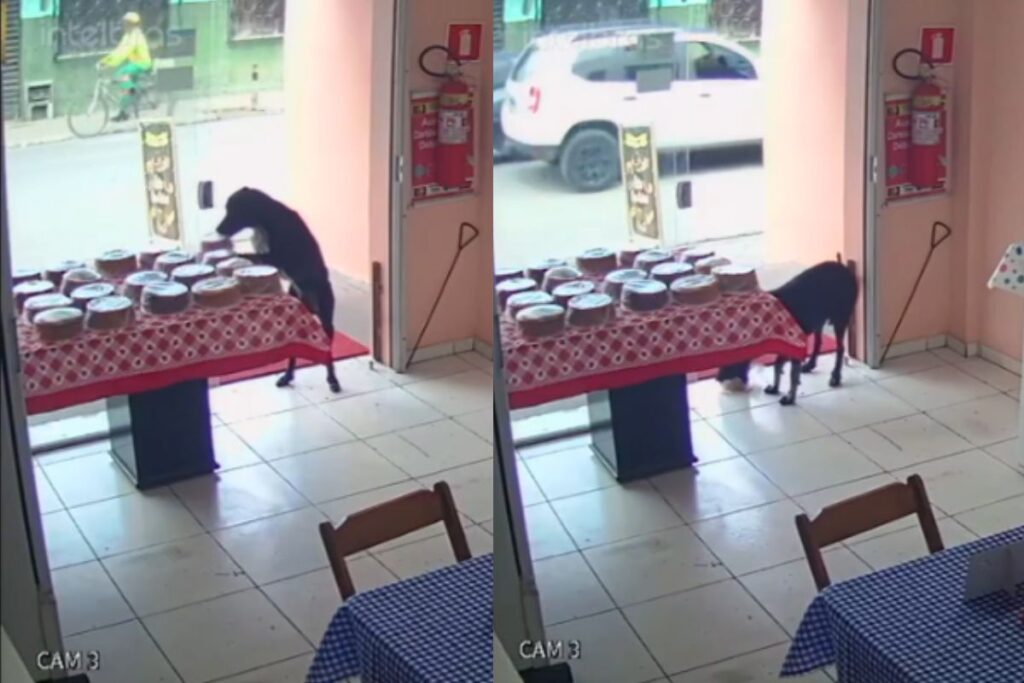 video:-vira-lata-“ladrao”-de-bolo-e-flagrado-por-cameras-de-seguranca