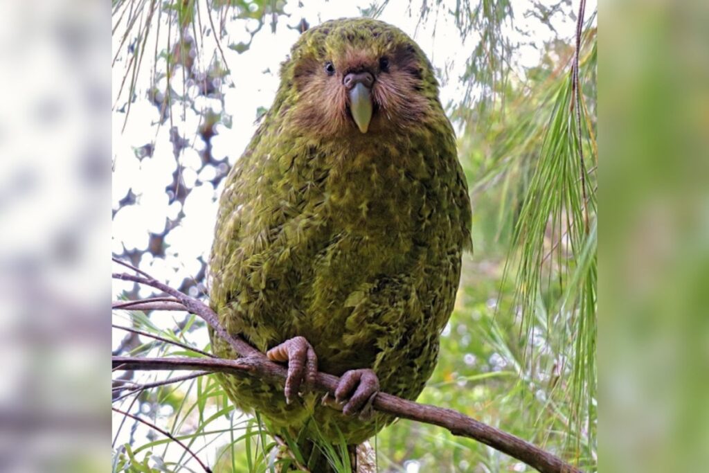 declinio-populacional-de-papagaio-raro-causa-extincao-de-parasitas