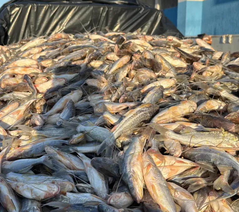 Mercado do Peixe de Sena Madureira recebe 1,3 tonelada de mandi vindo de Cruzeiro do Sul
