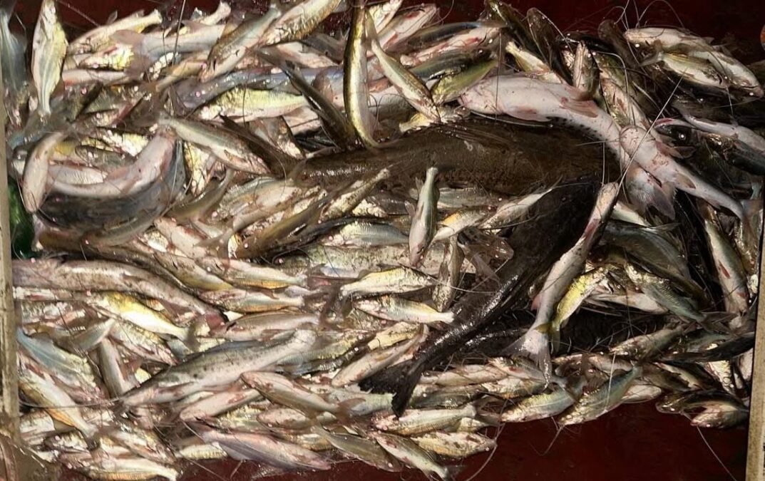 Moradores registram fartura de surubim e mandi durante a piracema em Boca do Acre