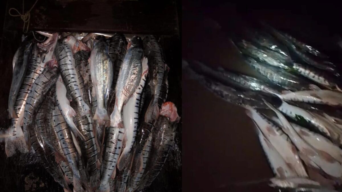 Fartura no Rio Purus: moradores do Seringal Amarante pescam cerca de 50 kg de peixe