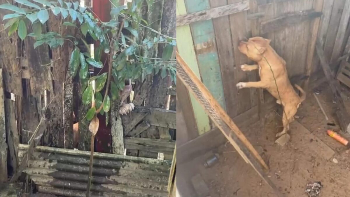 VÍDEO: Moradora denuncia risco causado por pitbulls soltos em quintal sem segurança em Sena Madureira