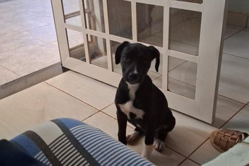 video:-mulher-flagrada-deixando-cadela-no-meio-da-rua-e-identificada