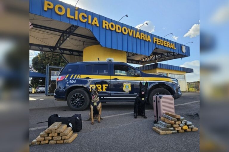 caes-da-prf-encontram-29-kg-de-maconha-com-passageiras-de-onibus-no-df