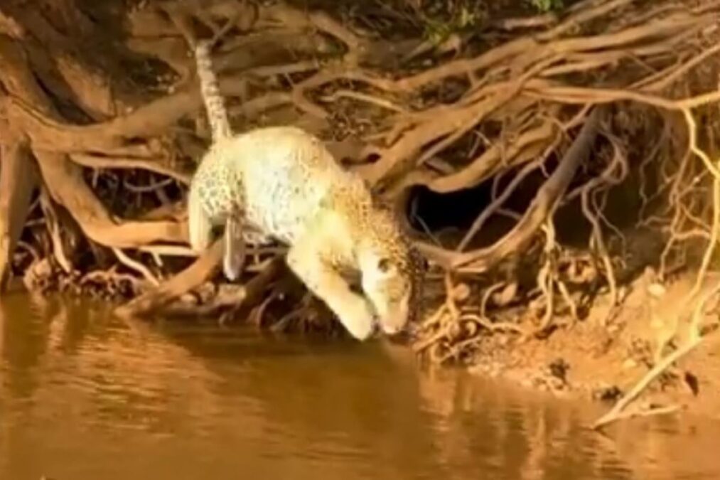 Onça-pintada é flagrada em ataque a jacaré no Pantanal. Vídeo