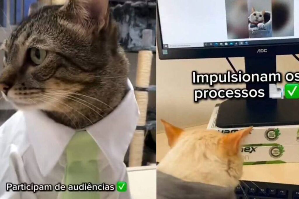 gatinhas-“estagiarias”-em-sc-roubam-a-cena-e-fazem-sucesso-na-internet