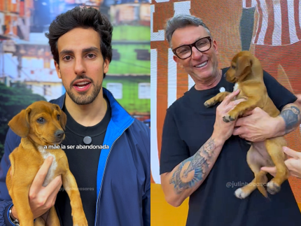 do-resgate-a-adocao:-julinho-casares-salva-7-caes-e-entrega-um-deles-ao-apresentador-neto