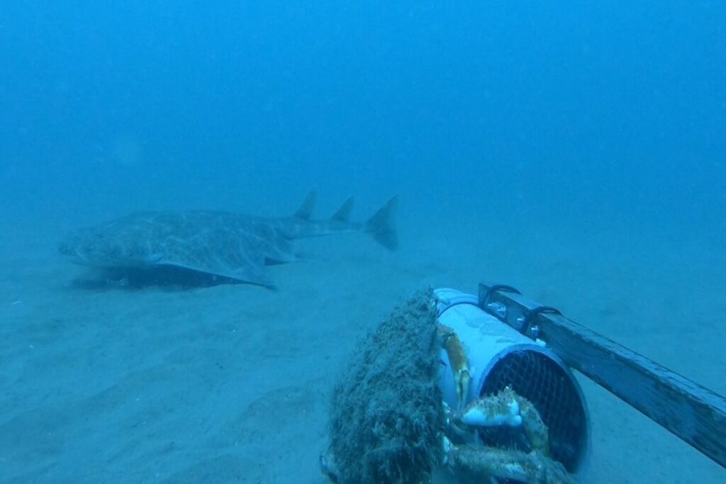 cientistas-capturam-imagens-de-um-dos-tubaroes-mais-raros-do-mundo