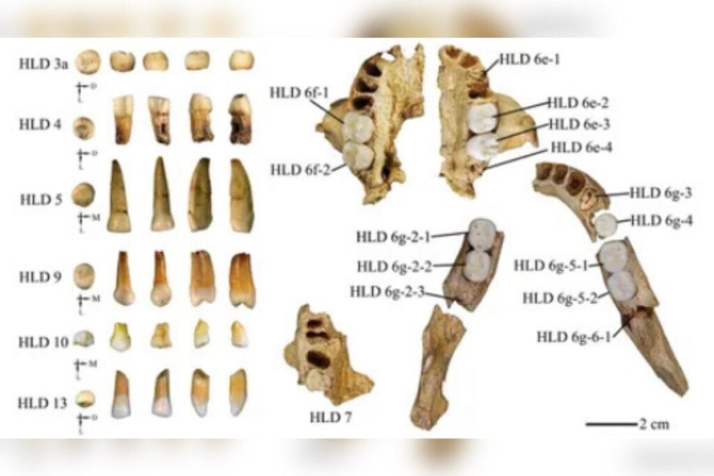 dentes-de-300-mil-anos-revelam-cruzamento-entre-humanos-e-homo-erectus