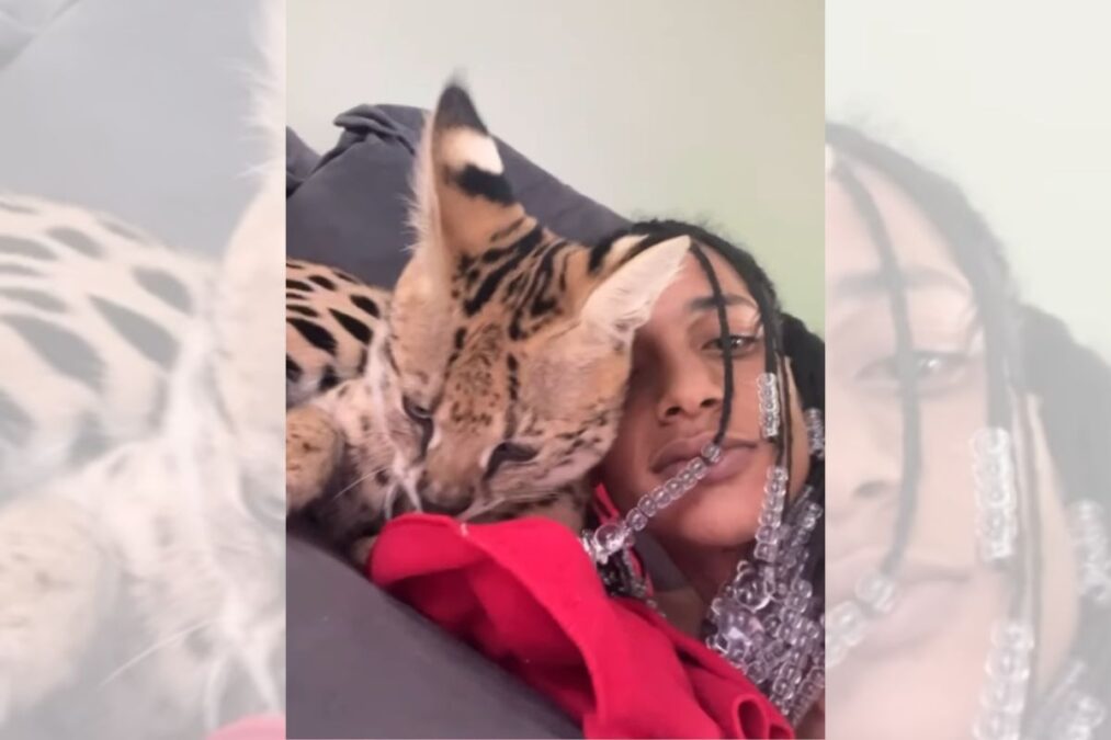 Gato de luxo: Oruam acumula multas de R$ 40,5 mil com o Ibama