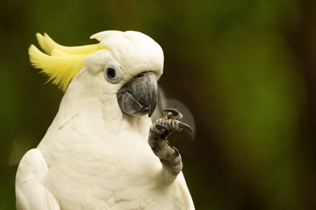 estudo:-cacatuas-tem-repertorio-de-danca-com-30-movimentos-diferentes