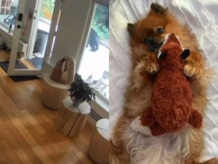 urso-tenta-invadir-casa,-mas-lulu-da-pomerania-o-bota-para-correr