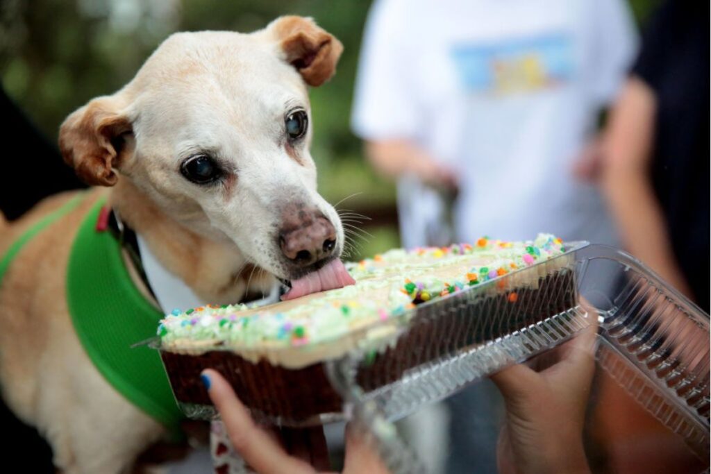 aniversario-pet:-como-fazer-uma-festa-inesquecivel-para-o-seu-cachorro