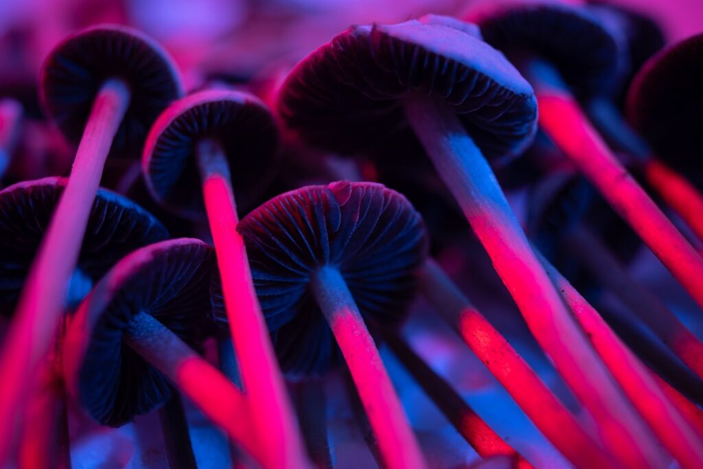 como-psicodelicos-e-organoides-estao-redefinindo-a neurociencia