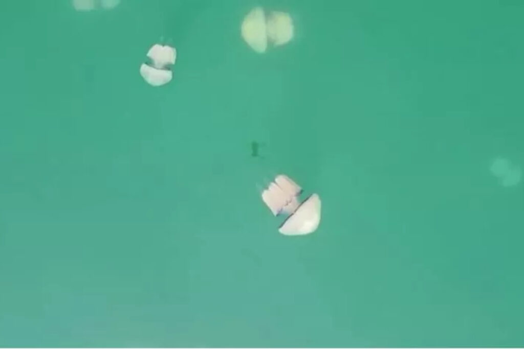 invasao-de-aguas-vivas-paralisa-maior-usina-e-fecha-praias-na-franca