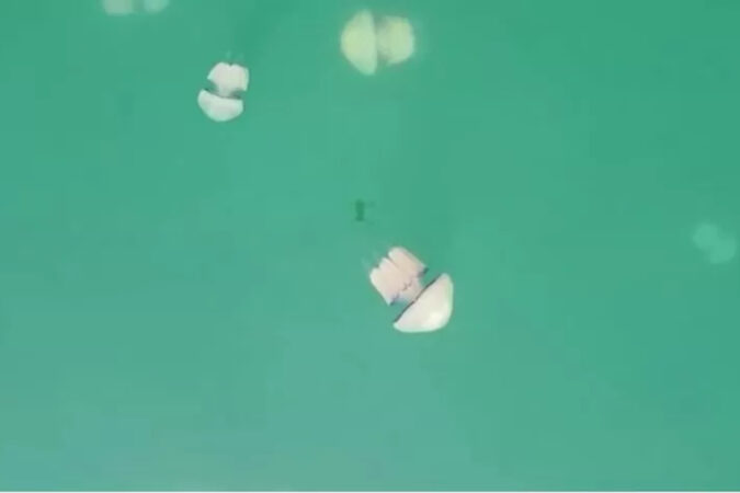invasao-de-aguas-vivas-paralisa-maior-usina-e-fecha-praias-na-franca