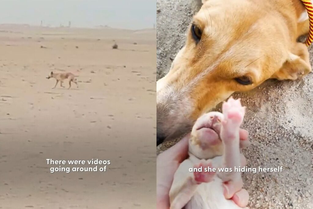 cadela-e-encontrada-no-deserto-protegendo-filhotes-de-forma-inusitada